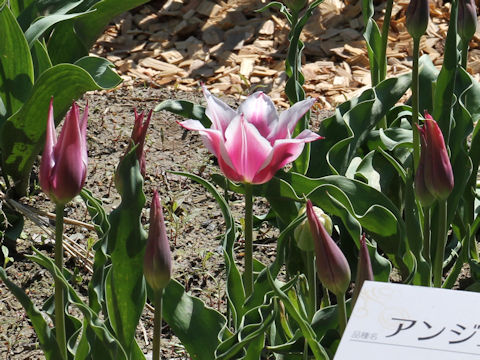 Tulipa cv. Angelique