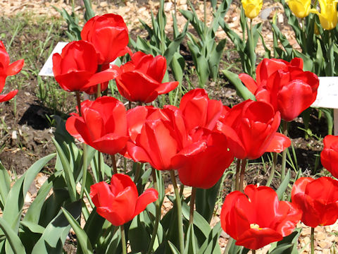 Tulipa cv. Red Impression