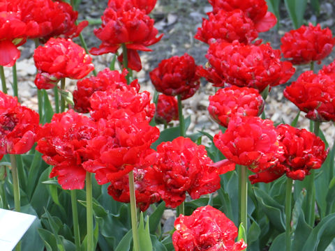 Tulipa cv. Red Chato