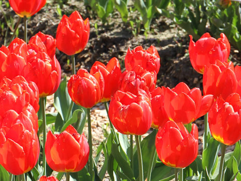 Tulipa cv. Red Fool