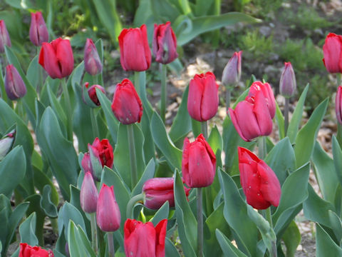Tulipa cv. Red Planet