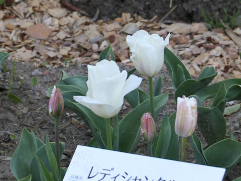 Tulipa cv. Lady Chantal
