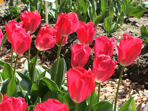 Tulipa cv. Lady Van Eijk