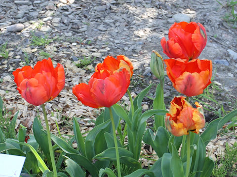 Tulipa cv. Reputation
