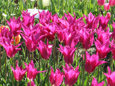 Tulipa cv. Yumeno-murasaki