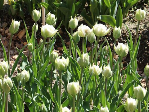 Tulipa cv. Ice Wonder