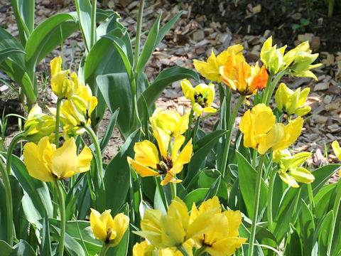Tulipa cv. Exotic Sunny Bird