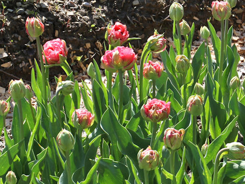 Tulipa cv. Aveyron