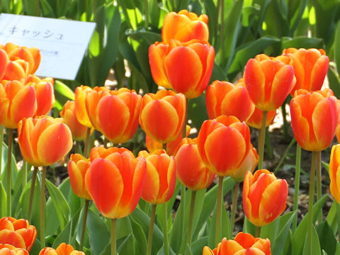 Tulipa cv. Oxford Elite