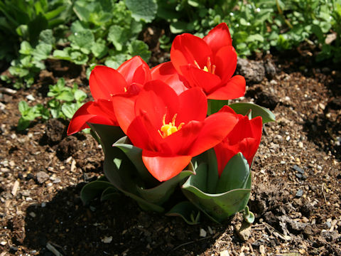 Tulipa cv. Scarlet Baby