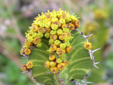 Euphorbia grandialata