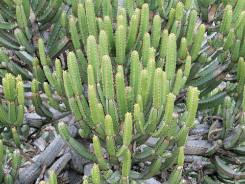 Euphorbia tetragona