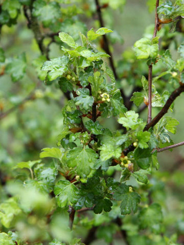 Ribes fasciculatum