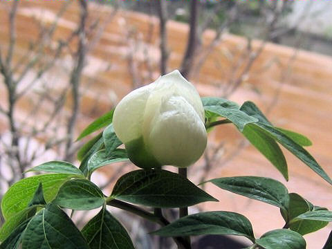 Paeonia japonica