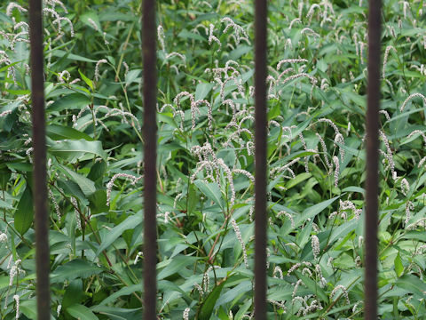 Persicaria hydropiper