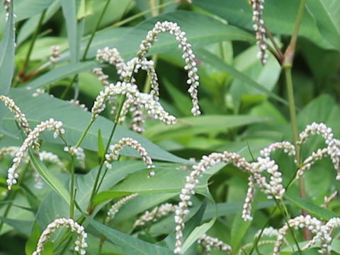 Persicaria hydropiper
