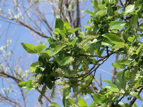 Salix sieboldiana