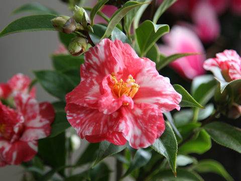 Camellia japonica var. decumbens 'Shima-chidori'