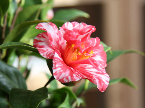 Camellia japonica var. decumbens 'Shima-chidori'