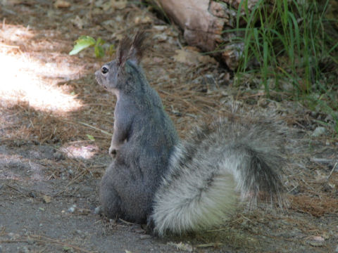 Sciurus aberti