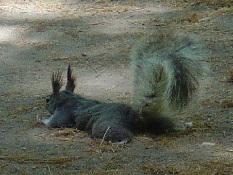 Sciurus aberti