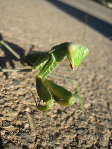 Sphodromantis viridis