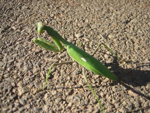 Sphodromantis viridis