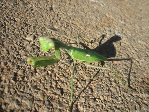 Sphodromantis viridis