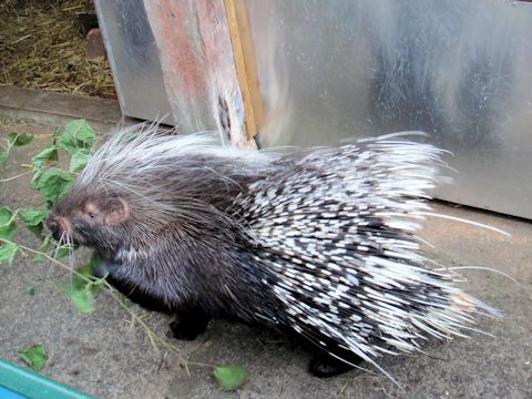 Hystrix cristata