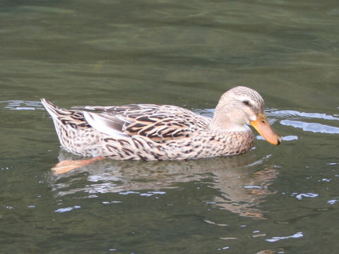 Anas plathyrhynchos domestica