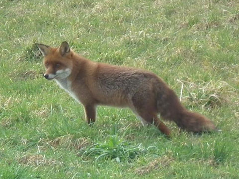 Vulpes vulpes