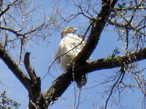 Buteo jamaicensis