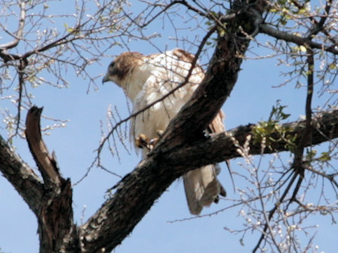 Buteo jamaicensis