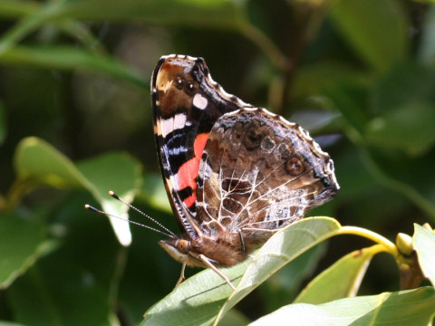 Vanessa indica