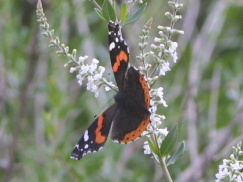 Vanessa indica