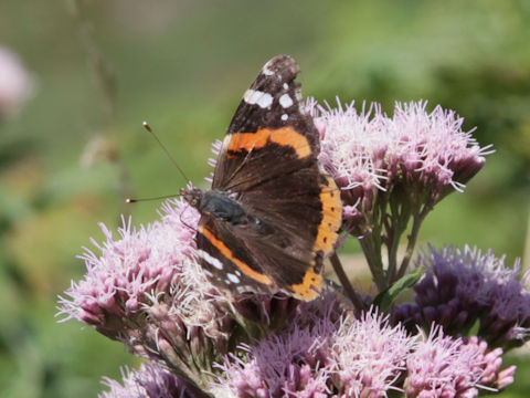 Vanessa indica