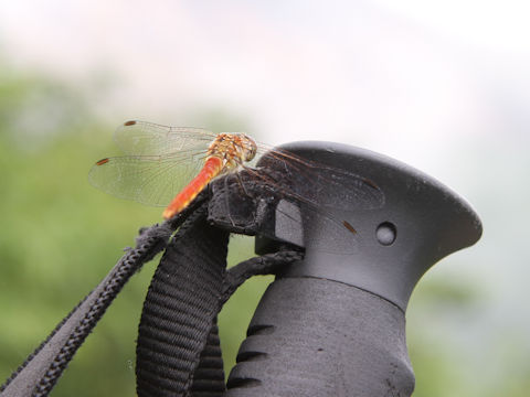 Sympetrum frequens