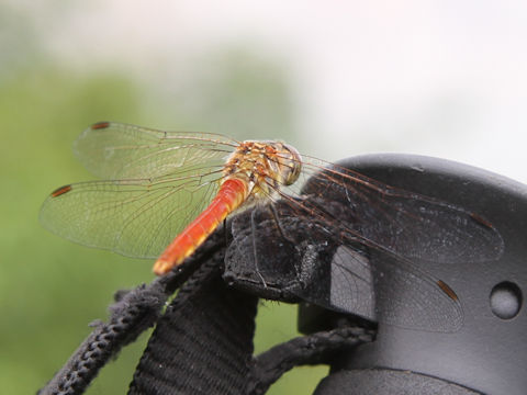 Sympetrum frequens