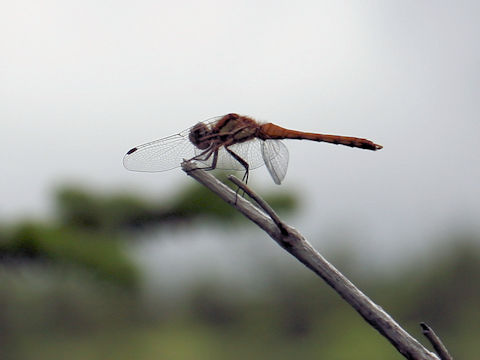 Sympetrum frequens