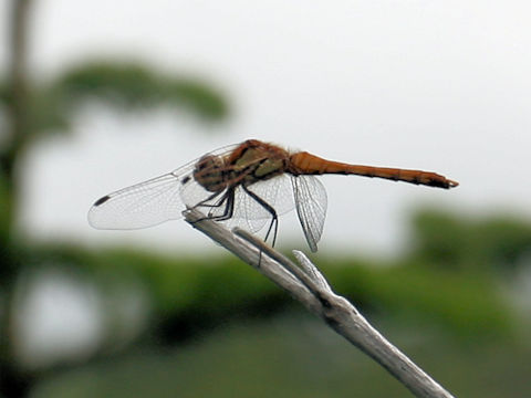 Sympetrum frequens