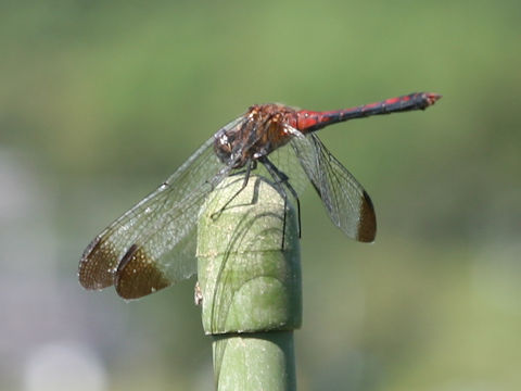 Sympetrum frequens