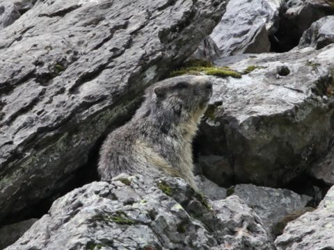 Marmota marmota