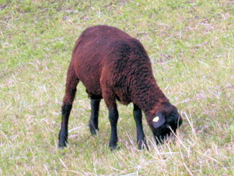 Capra aegagrus hircus