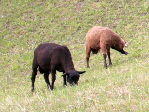 Capra aegagrus hircus