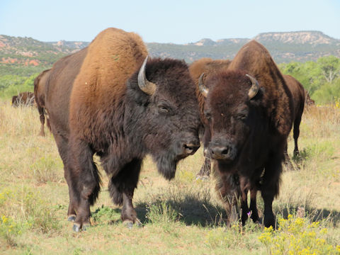 アメリカバイソン Bison Bison