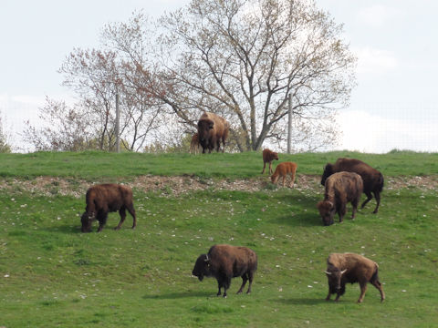 Bison bison