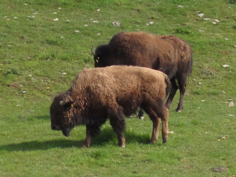 Bison bison