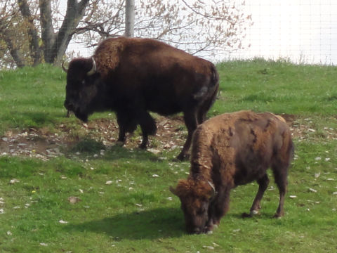 Bison bison