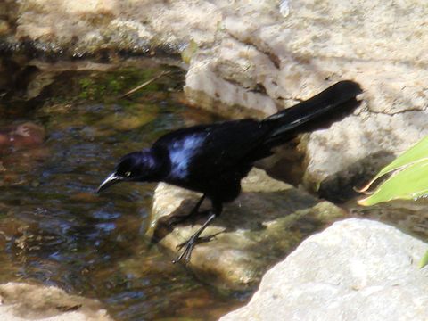 Corvus brachyrhynchos