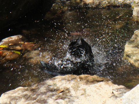 Corvus brachyrhynchos